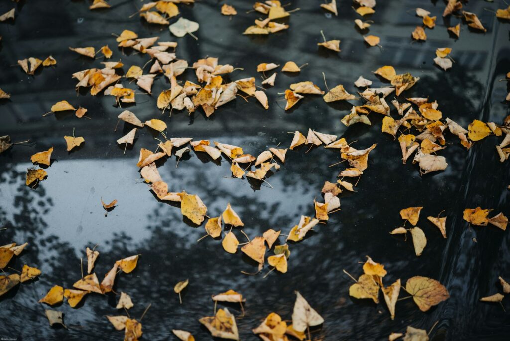 A Shadow in the Heart - By Laney Miller - Share Your Poems - Publish Your Poetry Easily for Just $5